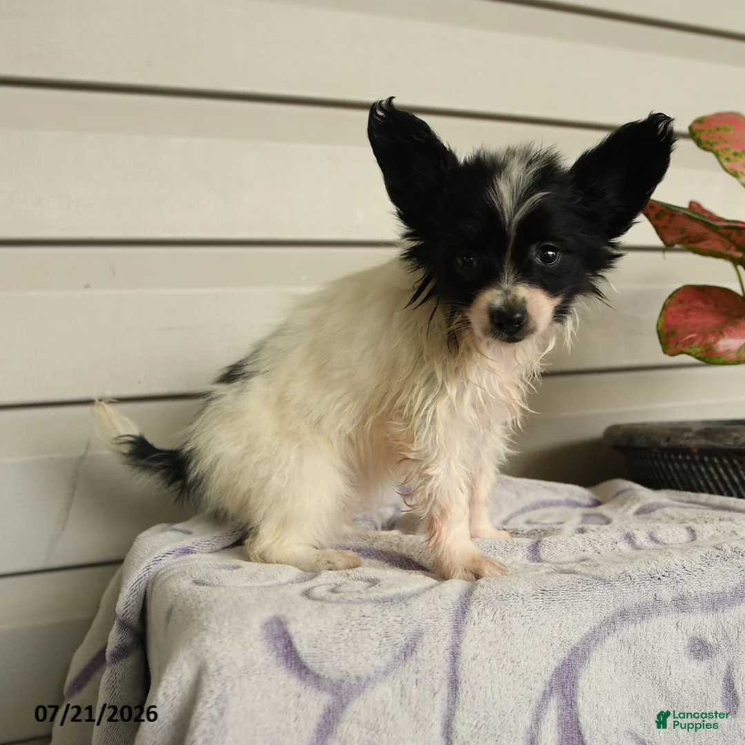 Papillon dogs for sale: Rain - Ad 5