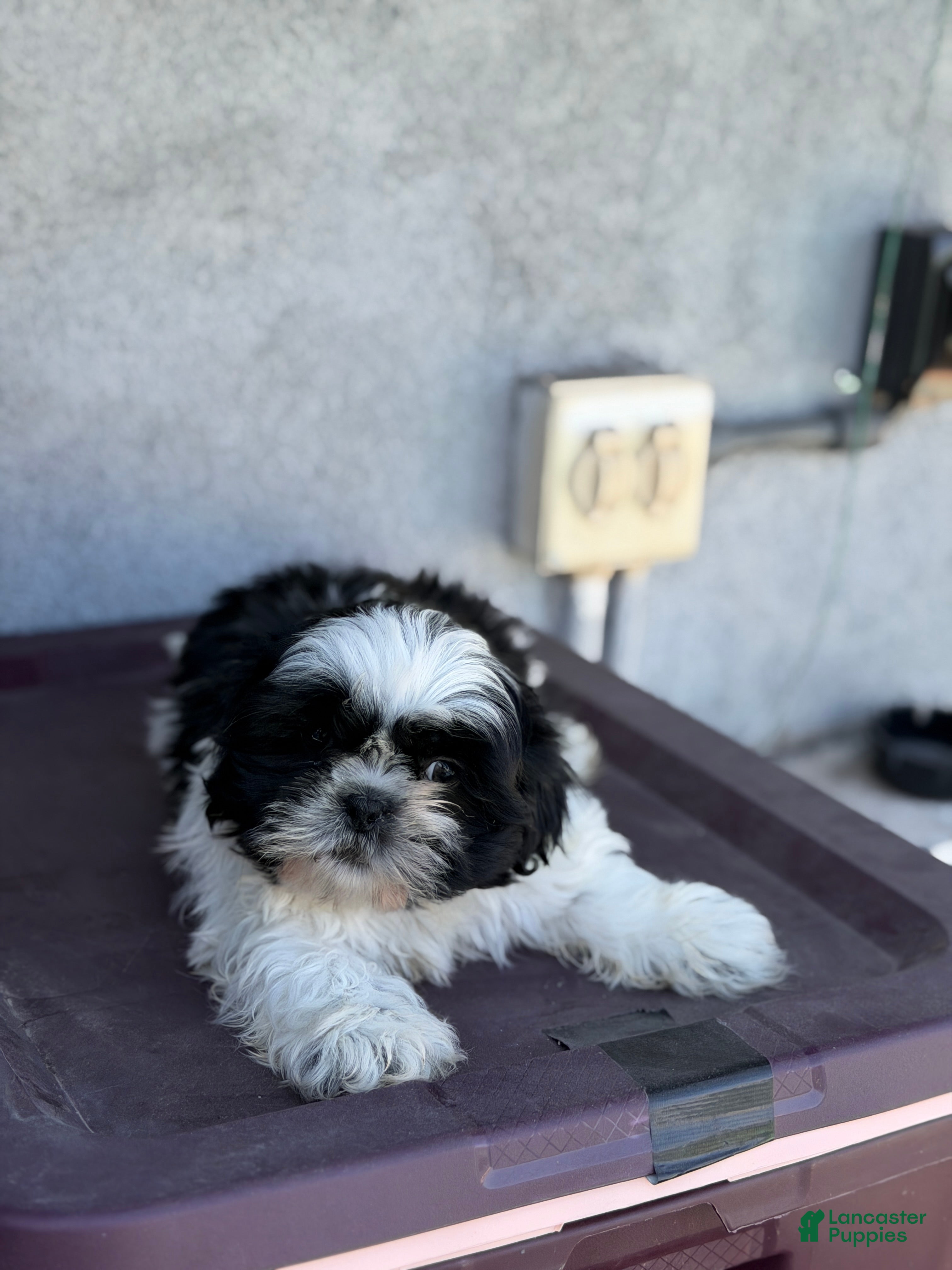 Shih Tzu dogs Panda - Ad 2