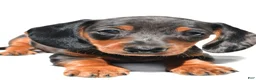 Dachshund dogs for sale: Ronnie - Ad 8
