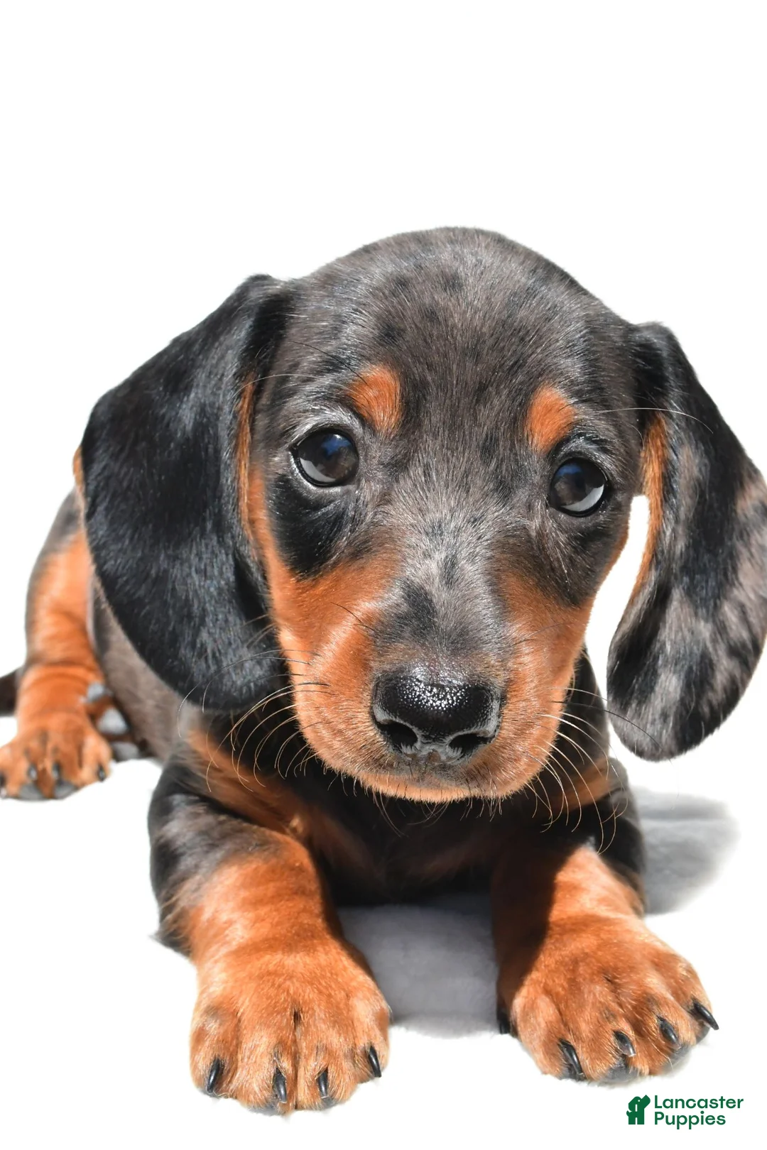 Dachshund dogs for sale: Ronnie - Ad 8