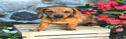Miniature Dachshund dogs for sale: Eloise - Ad 3