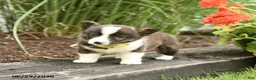 Welsh Corgi Pembroke dogs for sale: Pringles - Ad 3