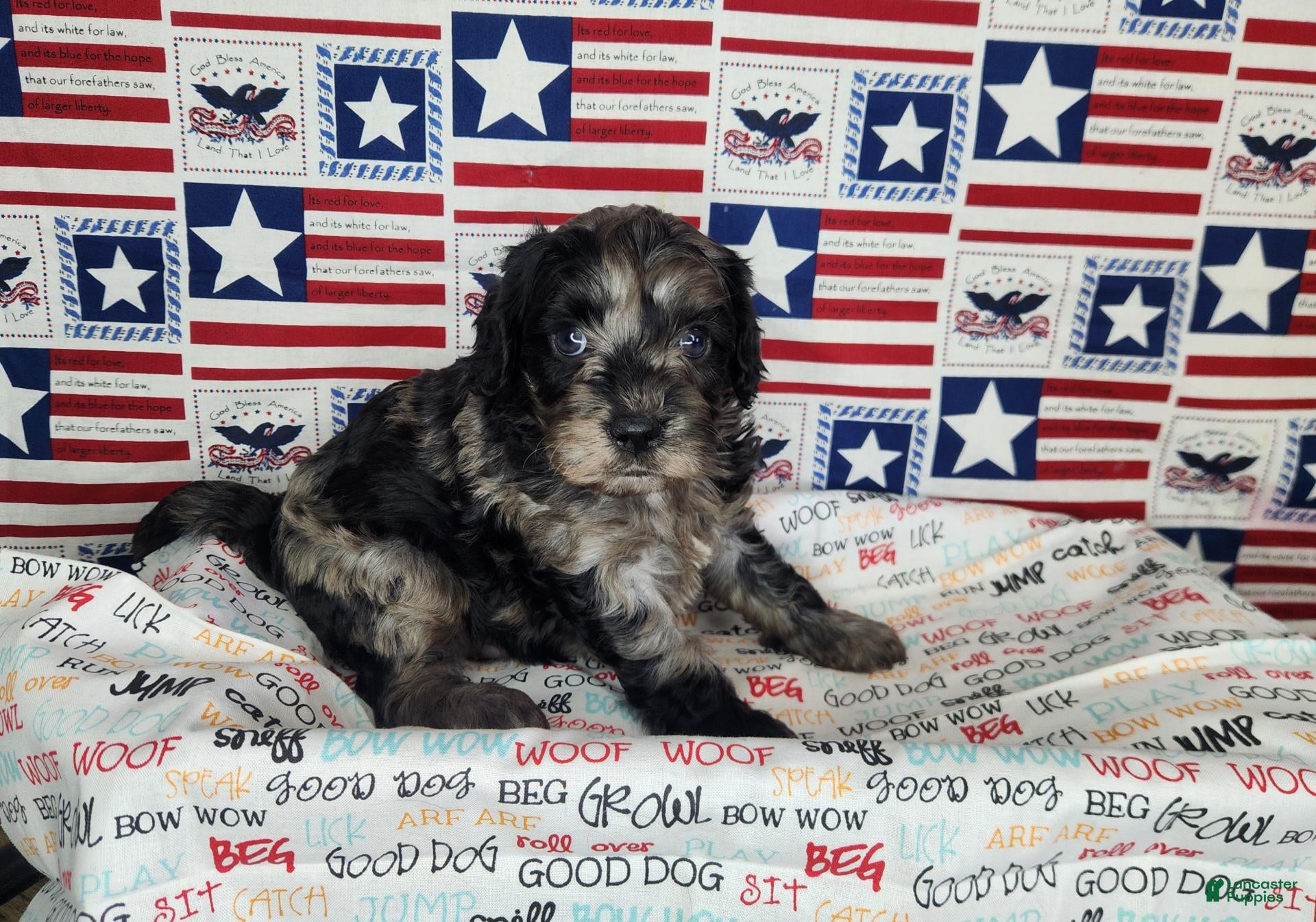Cavapoo dogs for sale: Buddy - Ad 1