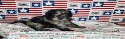 Cavapoo dogs for sale: Buddy - Ad 1