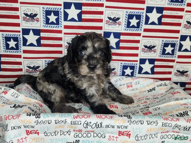 Cavapoo dogs for sale: Buddy - Ad 1
