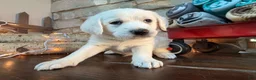 Mixed Breed dogs for sale: Frosty (Boy) - Ad 3