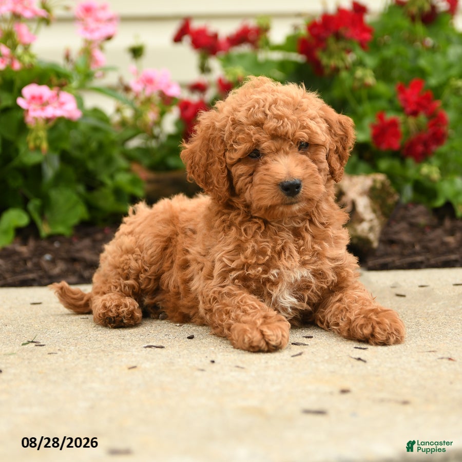 Miniature Poodle dogs Ralph - Ad 2