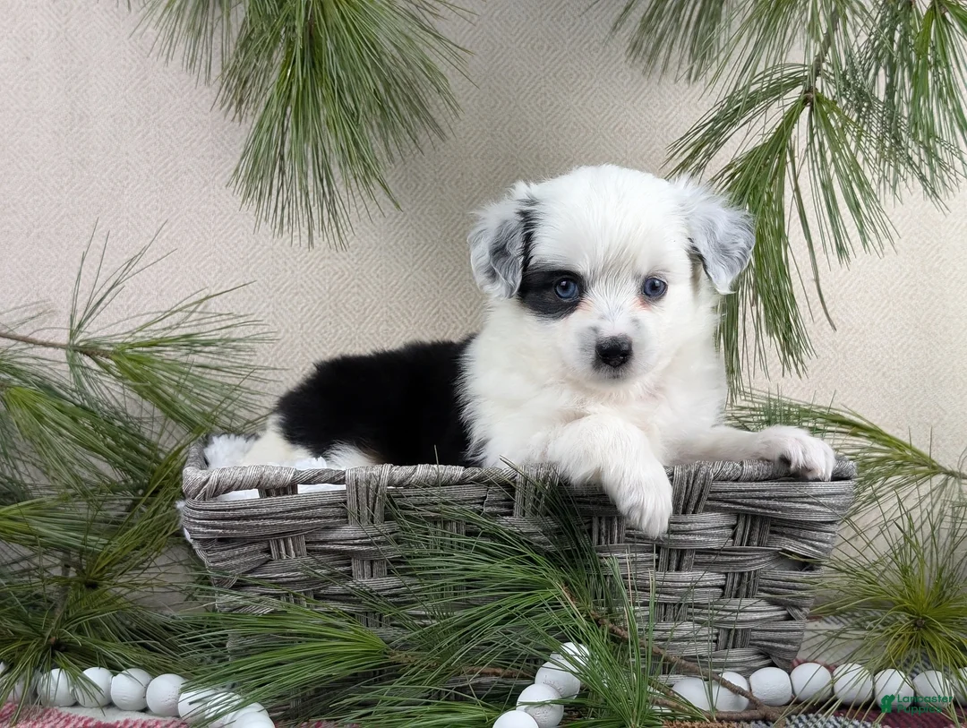 Toy Australian Shepherd dogs for sale: Brandi - Ad 16