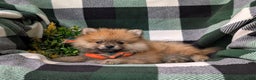 Pomeranian dogs for sale: MacDuff Genetic Testing 9 lbs Full Grown - Ad 21