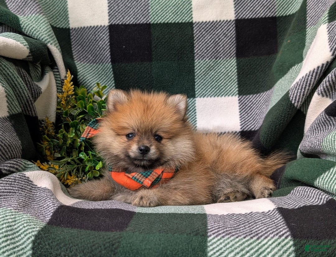 Pomeranian dogs for sale: MacDuff Genetic Testing 9 lbs Full Grown - Ad 21