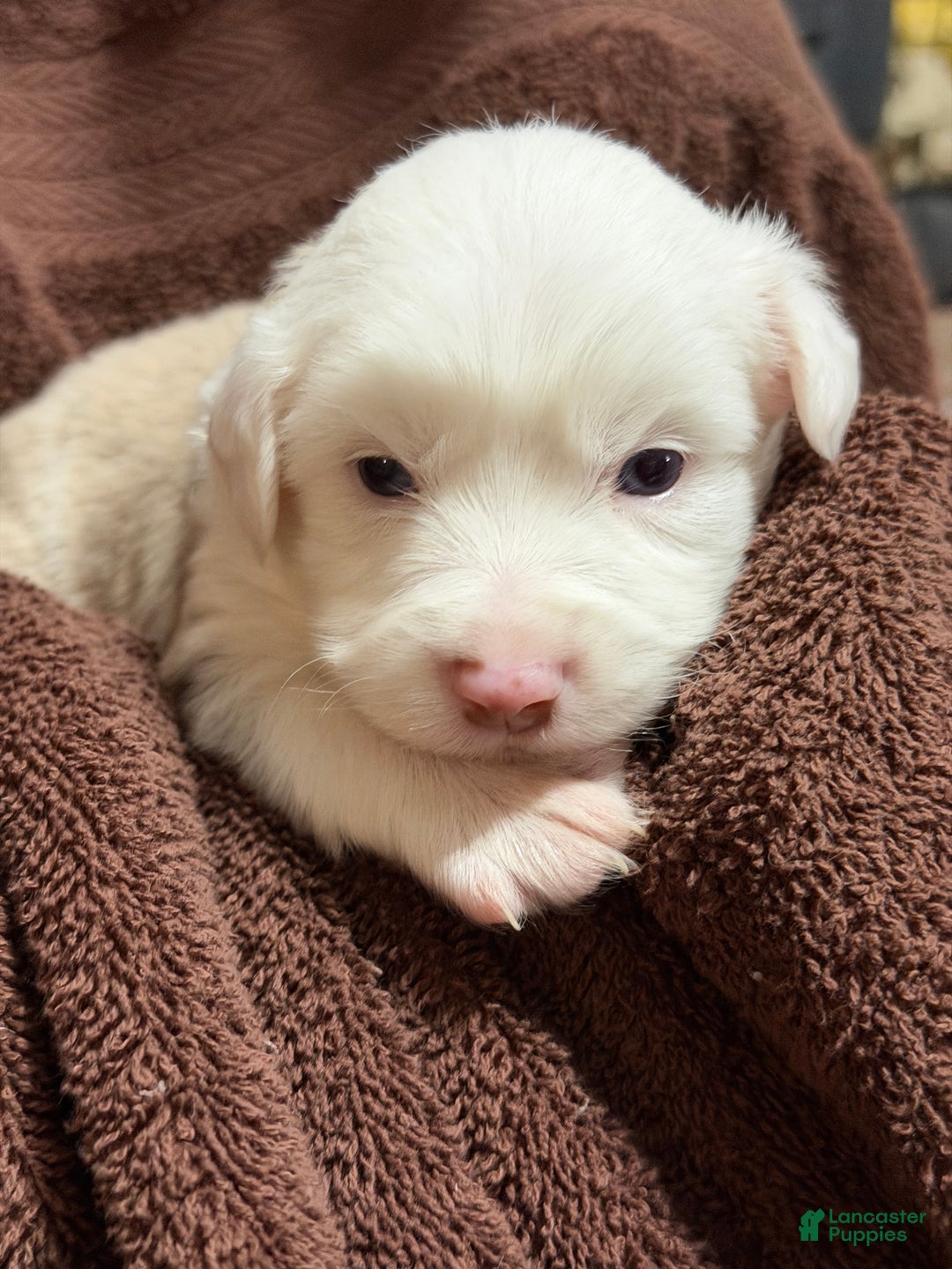 Miniature Australian Shepherd dogs for sale: RED - Ad 2