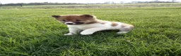 Shiba Inu dogs for sale: Gracie - Ad 3