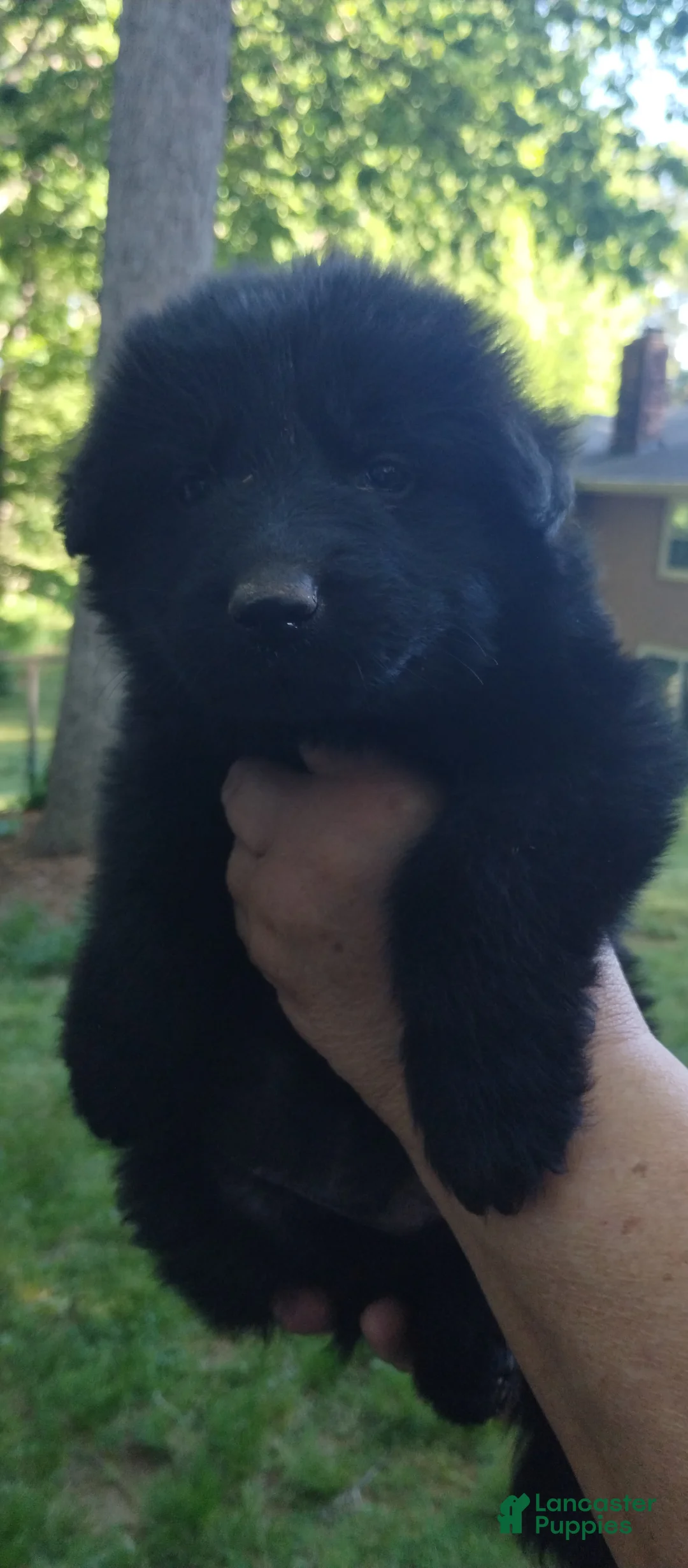 German Shepherd dogs for sale: German Shepherd Puppy 2 - Ad 1