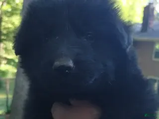 German Shepherd dogs German Shepherd Puppy 2 - Ad 21