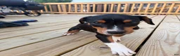Mixed Breed dogs for sale: EJ - Ad 2