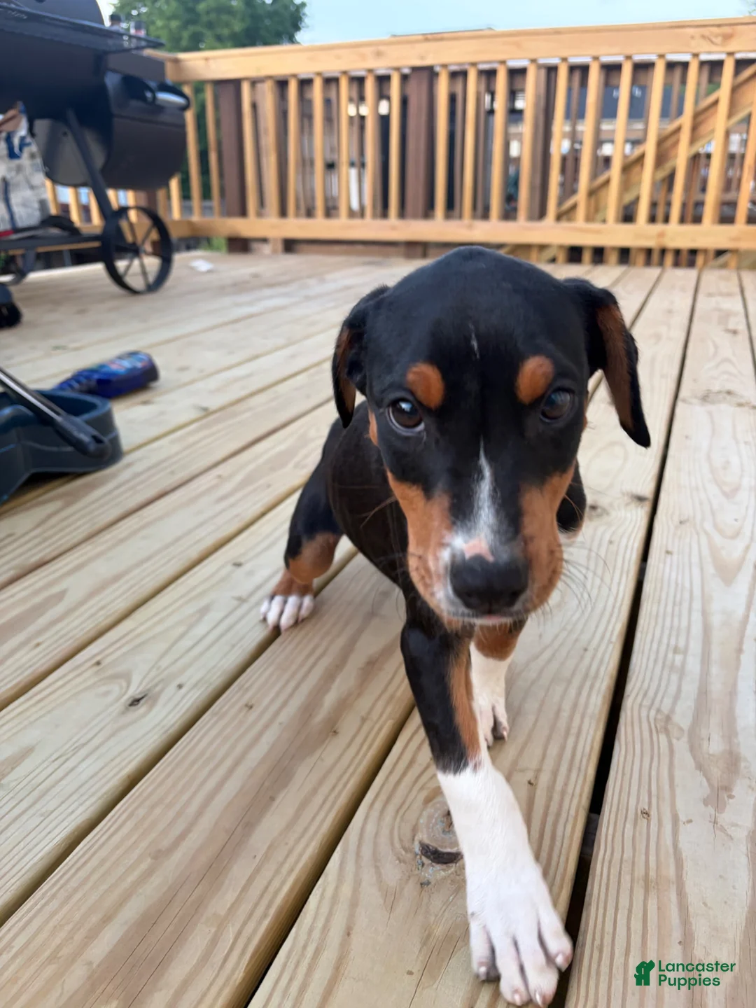 Mixed Breed dogs for sale: EJ - Ad 2