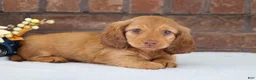 Dachshund dogs for sale: Toro  - Ad 1