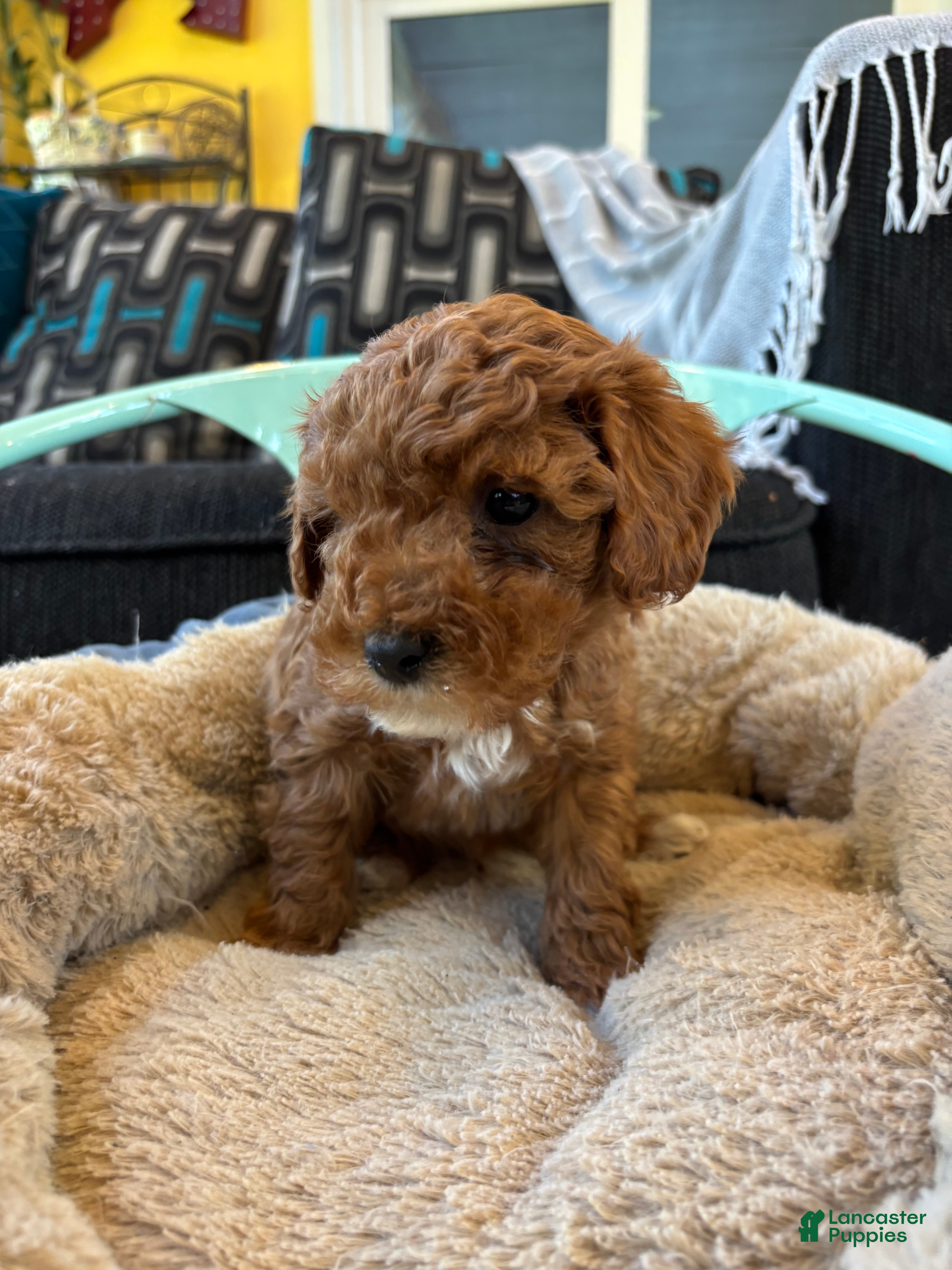 Cavapoo dogs Rainy - Ad 1