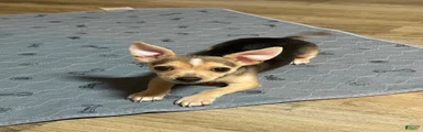 Nova