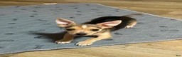 Chihuahua dogs for sale: Nova - Ad 1