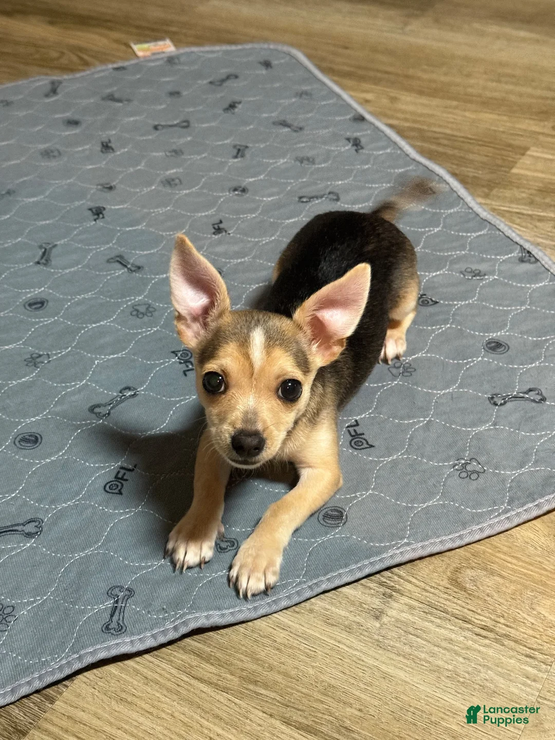 Chihuahua dogs for sale: Nova - Ad 1