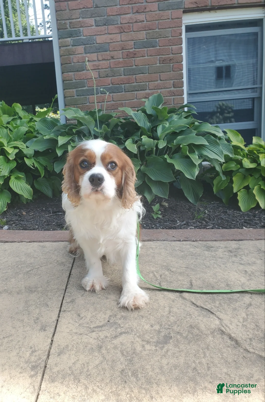 Cavalier King Charles Spaniel dogs for sale: Rusty - Ad 9