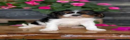 Cavalier King Charles Spaniel dogs for sale: Luna - Ad 5