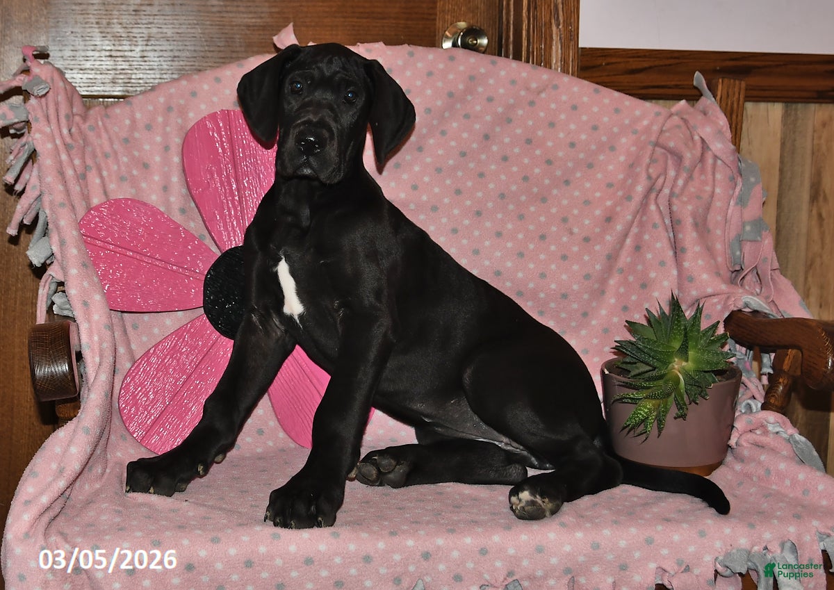 Great Dane dogs Blessing - Ad 1