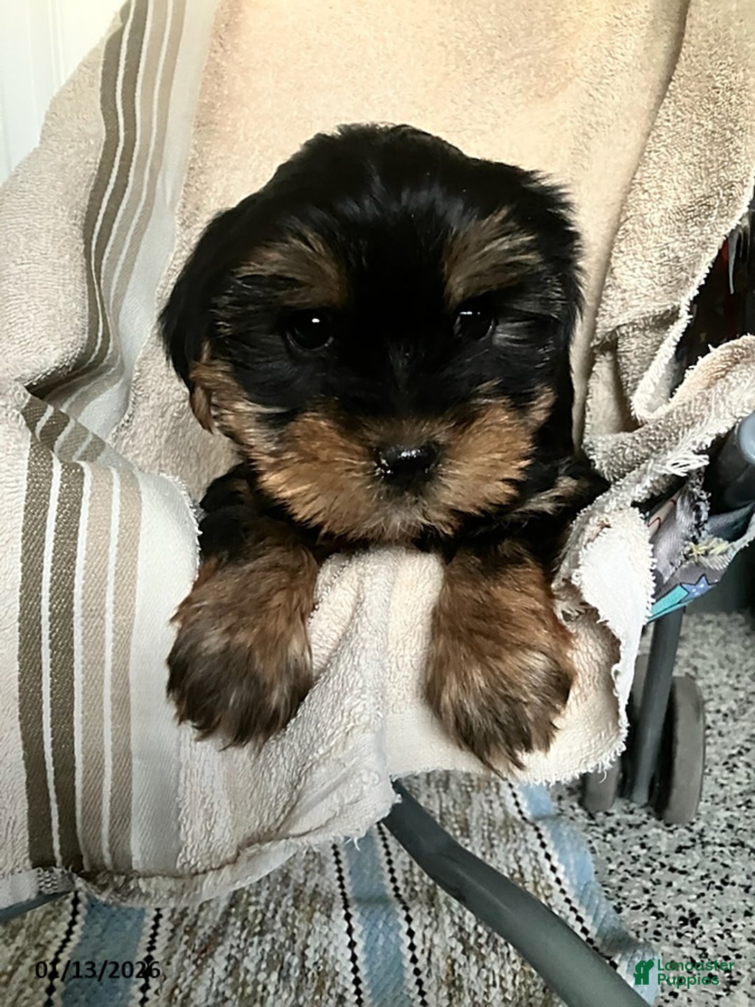 Yorkshire Terrier dogs for sale: Lady - Ad 1