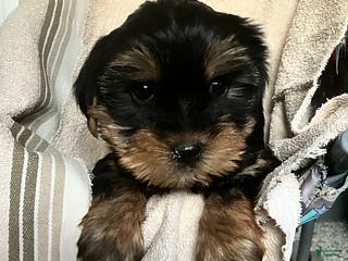 Yorkshire Terrier dogs Lady - Ad 33