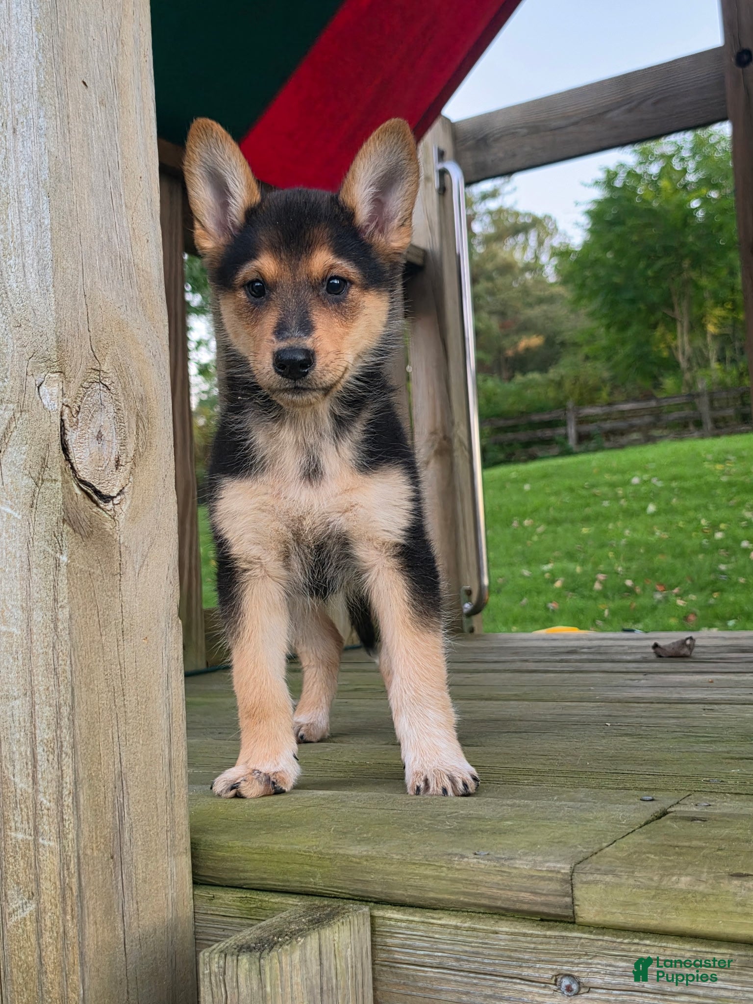 Mixed Breed dogs for sale: ABBY - Ad 3