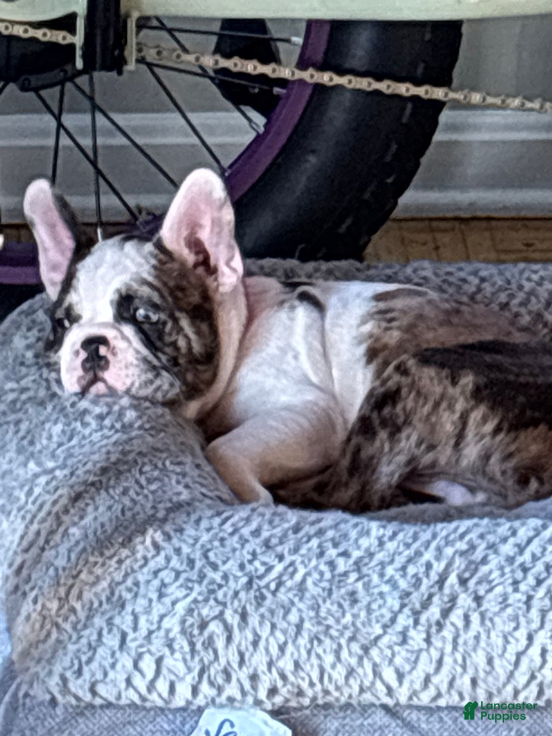 French Bulldog dogs for sale: French Bulldog Puppy 2 - Ad 2