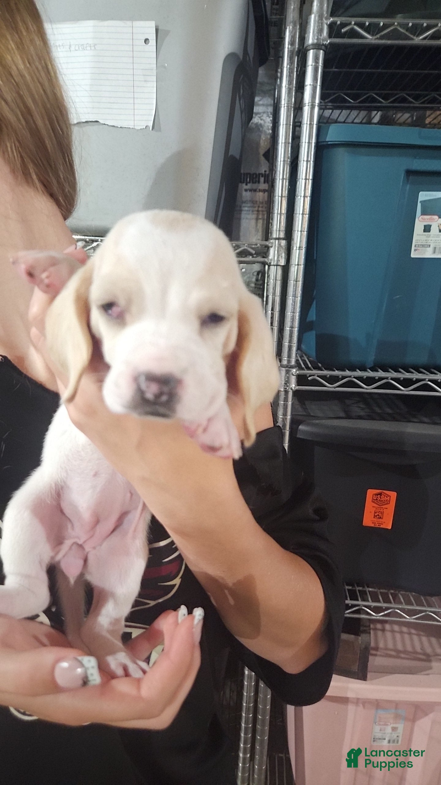 Basset Hound dogs Penny - Ad 20