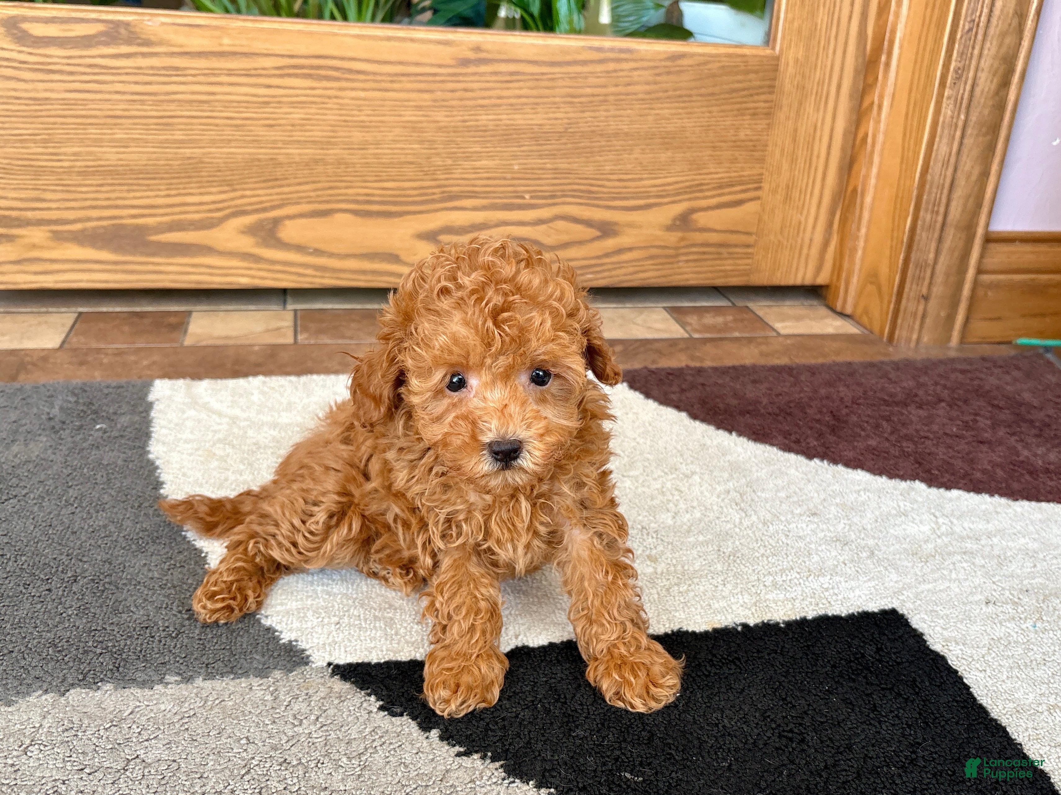 Maltipoo dogs for sale: Carrie - Ad 12