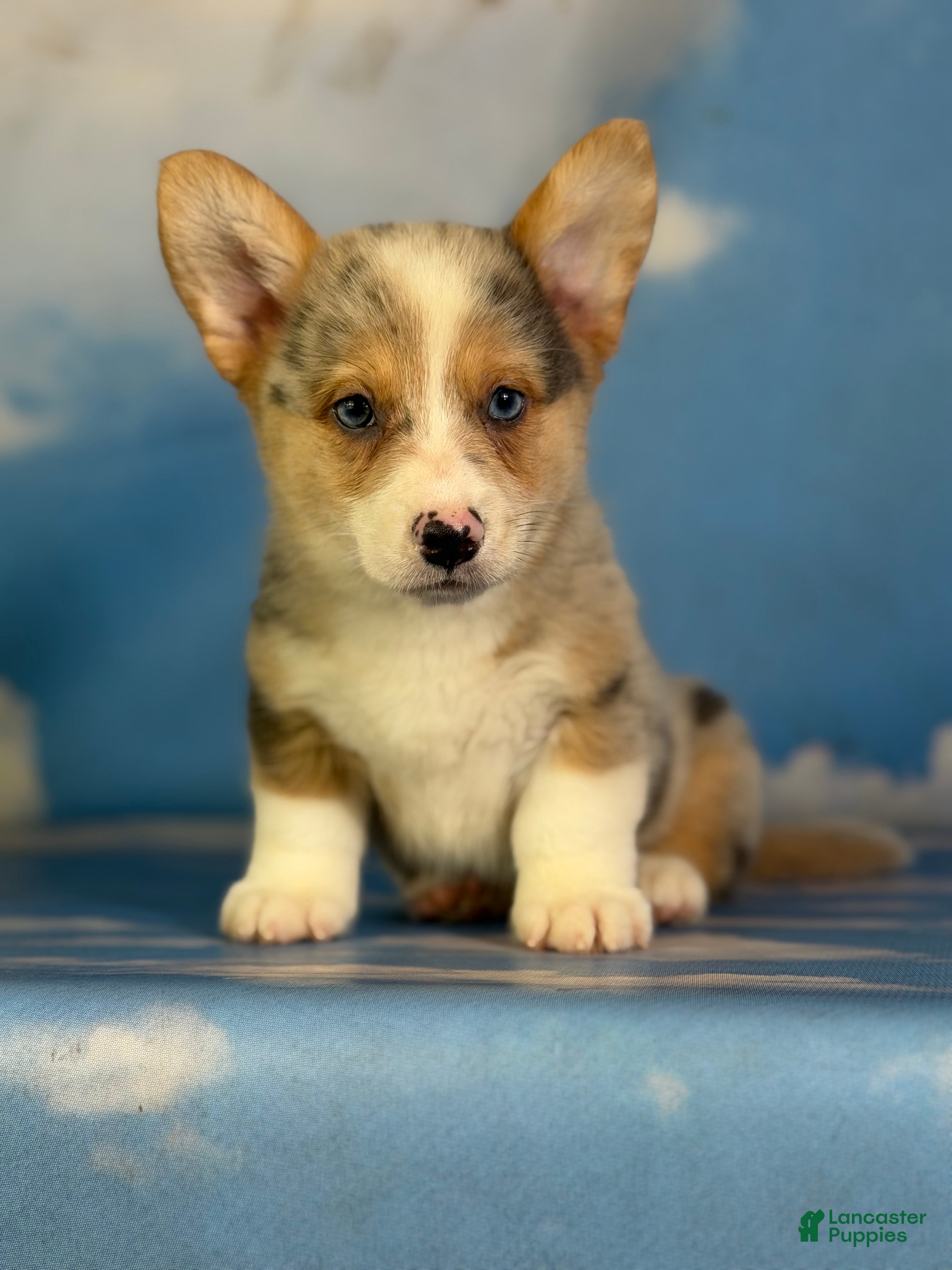 Welsh Corgi Pembroke dogs Aca Dozer Bluie Merle with full tail fluffy carrier triple clear - Ad 1