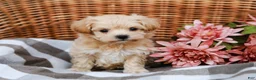 Maltipoo dogs for sale: Dawson - Ad 2