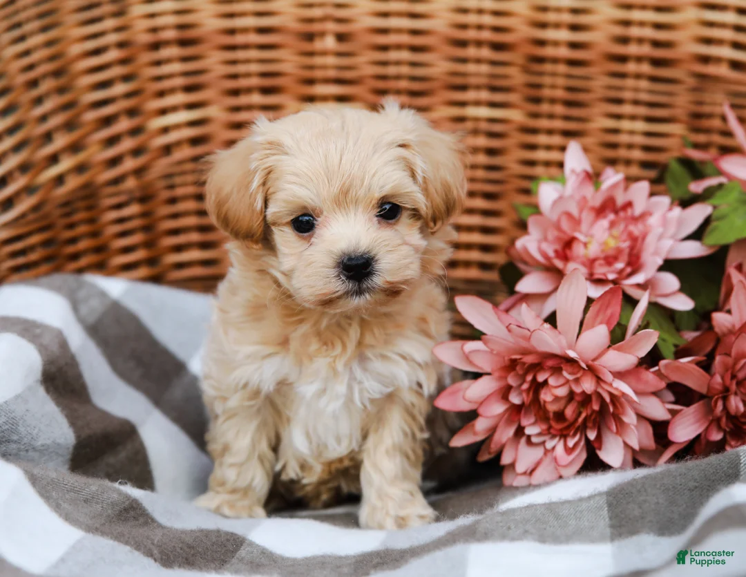 Maltipoo dogs for sale: Dawson - Ad 2