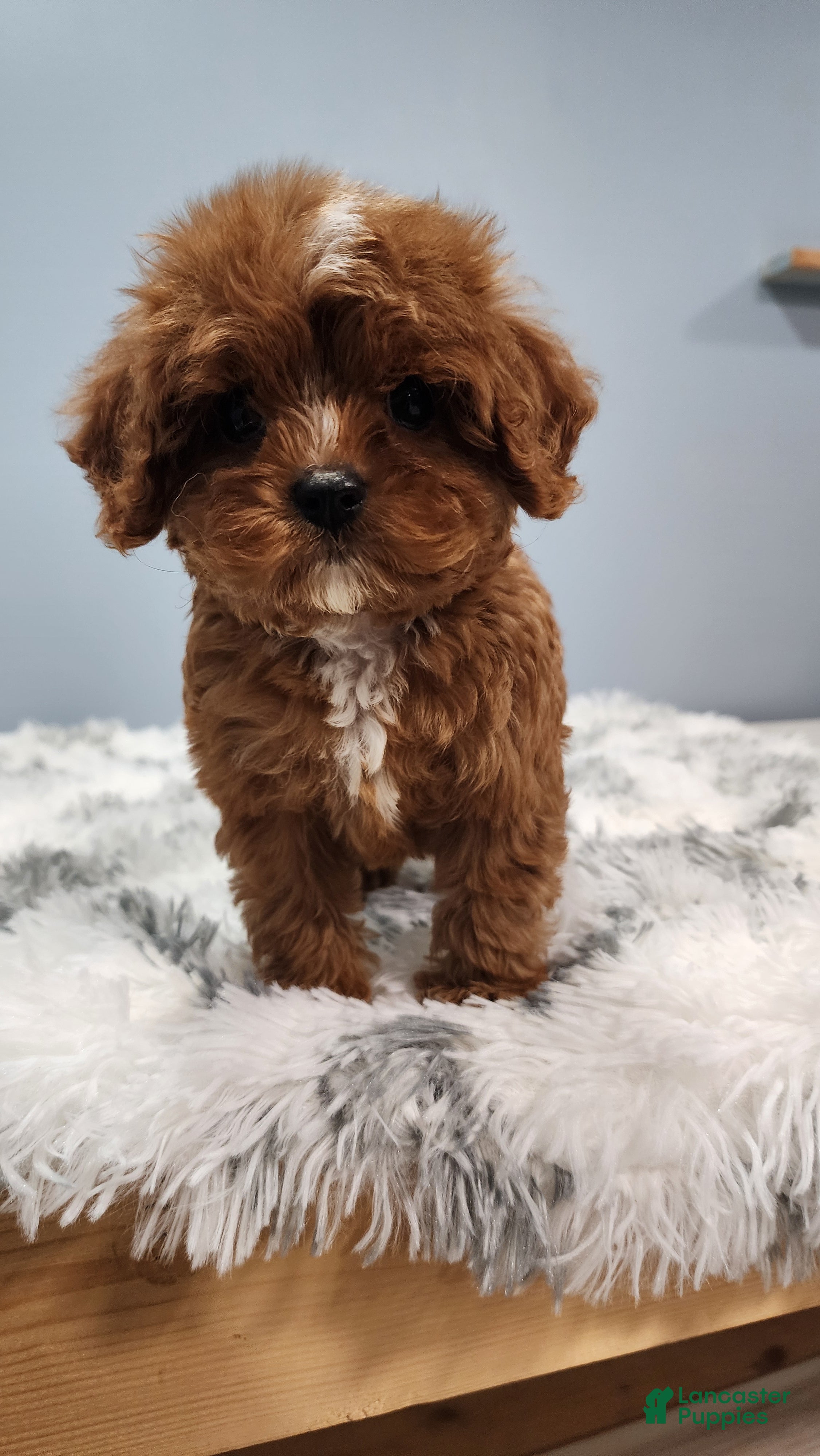 Cavapoo dogs for sale: Darla - Ad 3