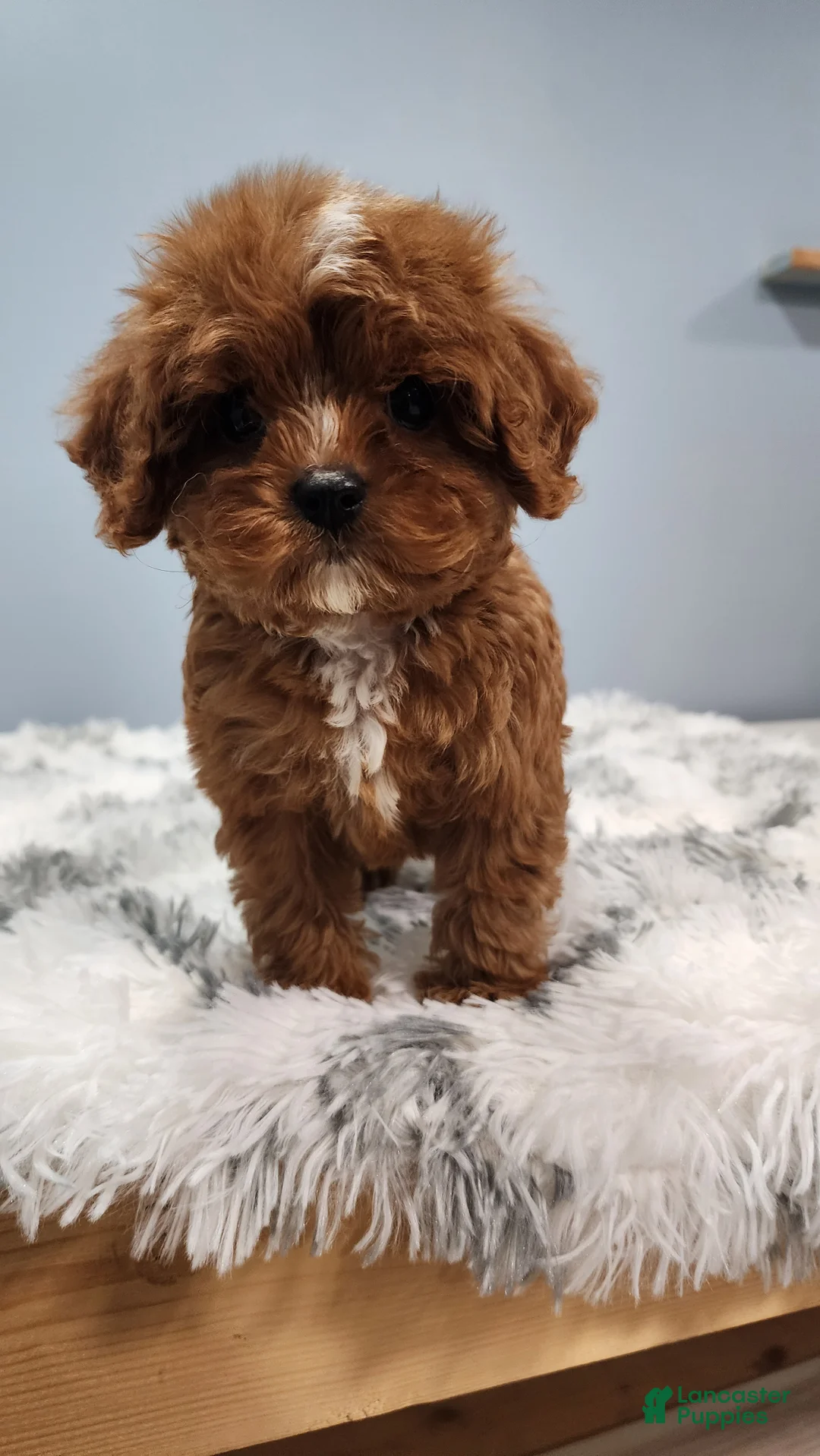 Cavapoo dogs for sale: Darla - Ad 1
