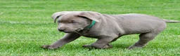 Labrador Retriever dogs for sale: Millie - Ad 4