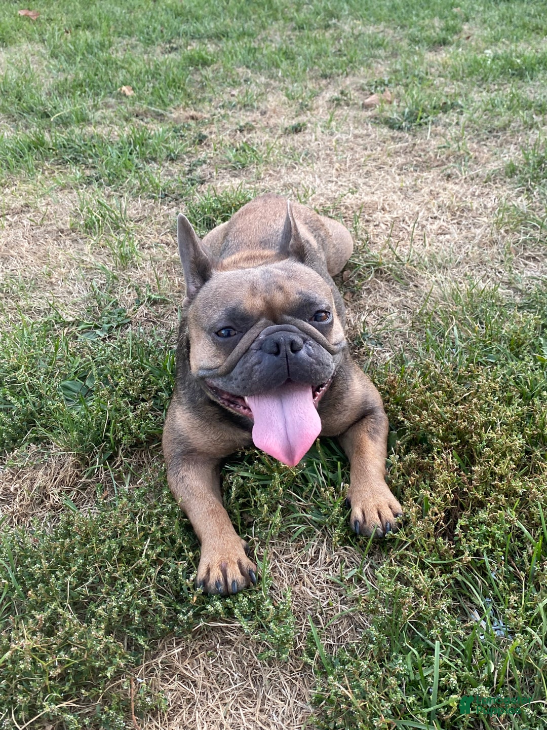 French Bulldog dogs for sale: French Bulldog Puppy 2 - Ad 2