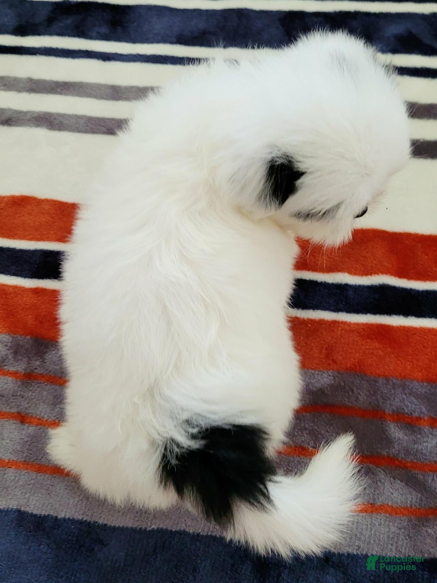Shih Tzu dogs Shih Tzu 2 - Ad 2