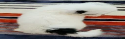 Shih Tzu dogs for sale: Shih Tzu 2 - Ad 2