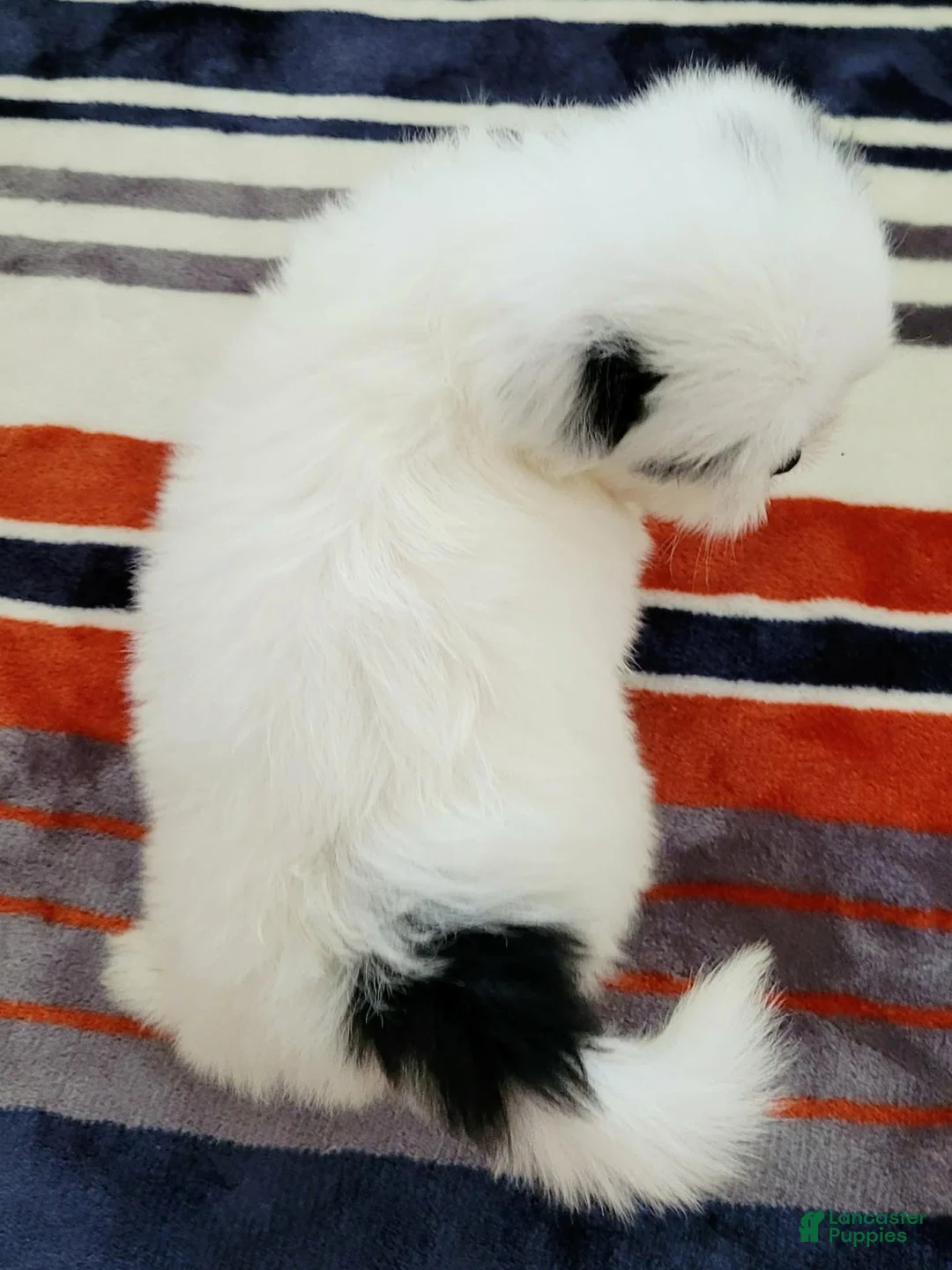 Shih Tzu dogs for sale: Shih Tzu 2 - Ad 2