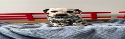 Dalmatian dogs for sale: Stanley - Ad 18