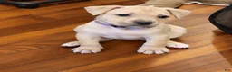 American Bully dogs for sale: Amethyst  - Ad 4
