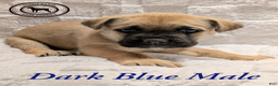 Cane Corso dogs for sale: Dark Blue - Ad 4
