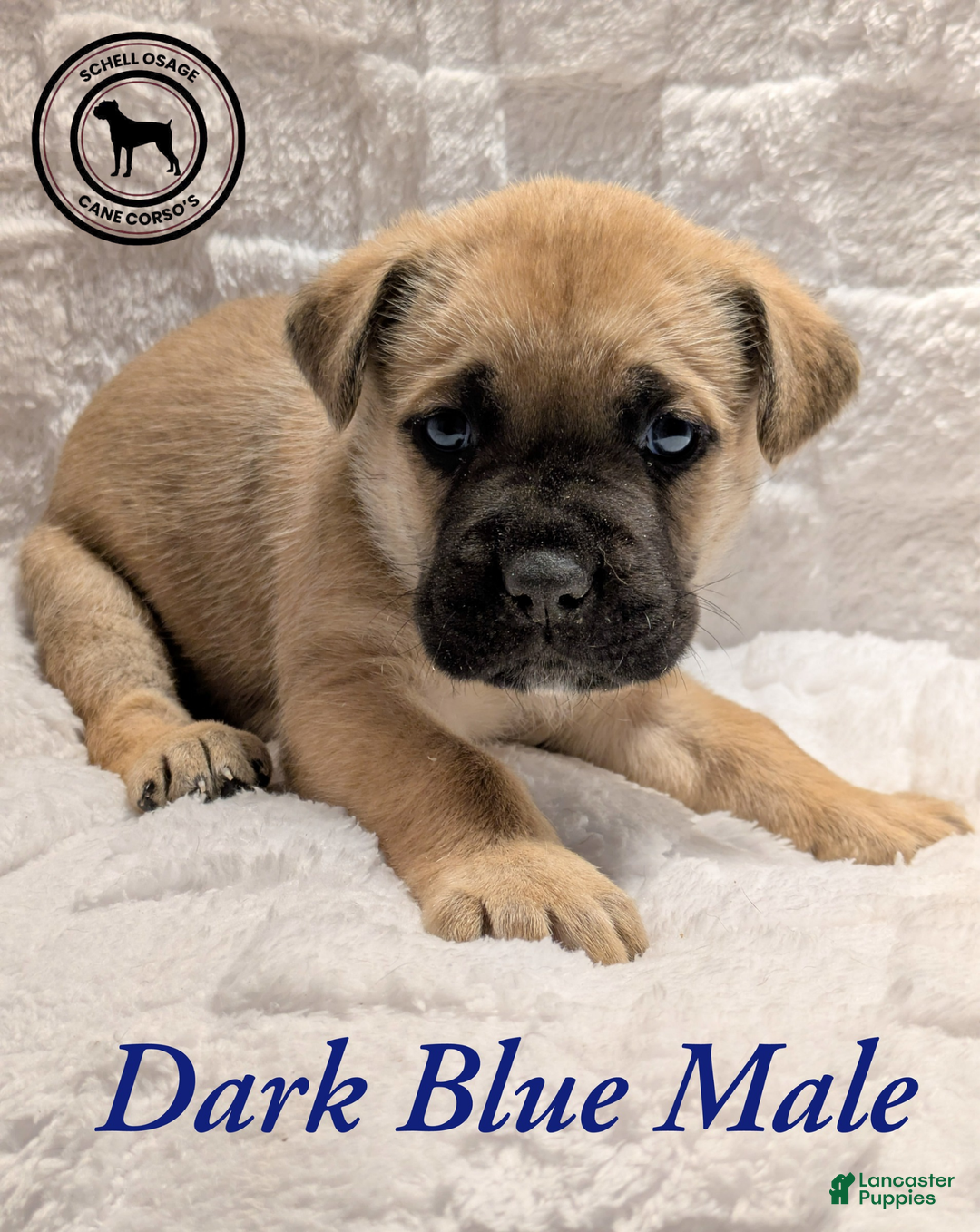 Cane Corso dogs for sale: Dark Blue - Ad 4