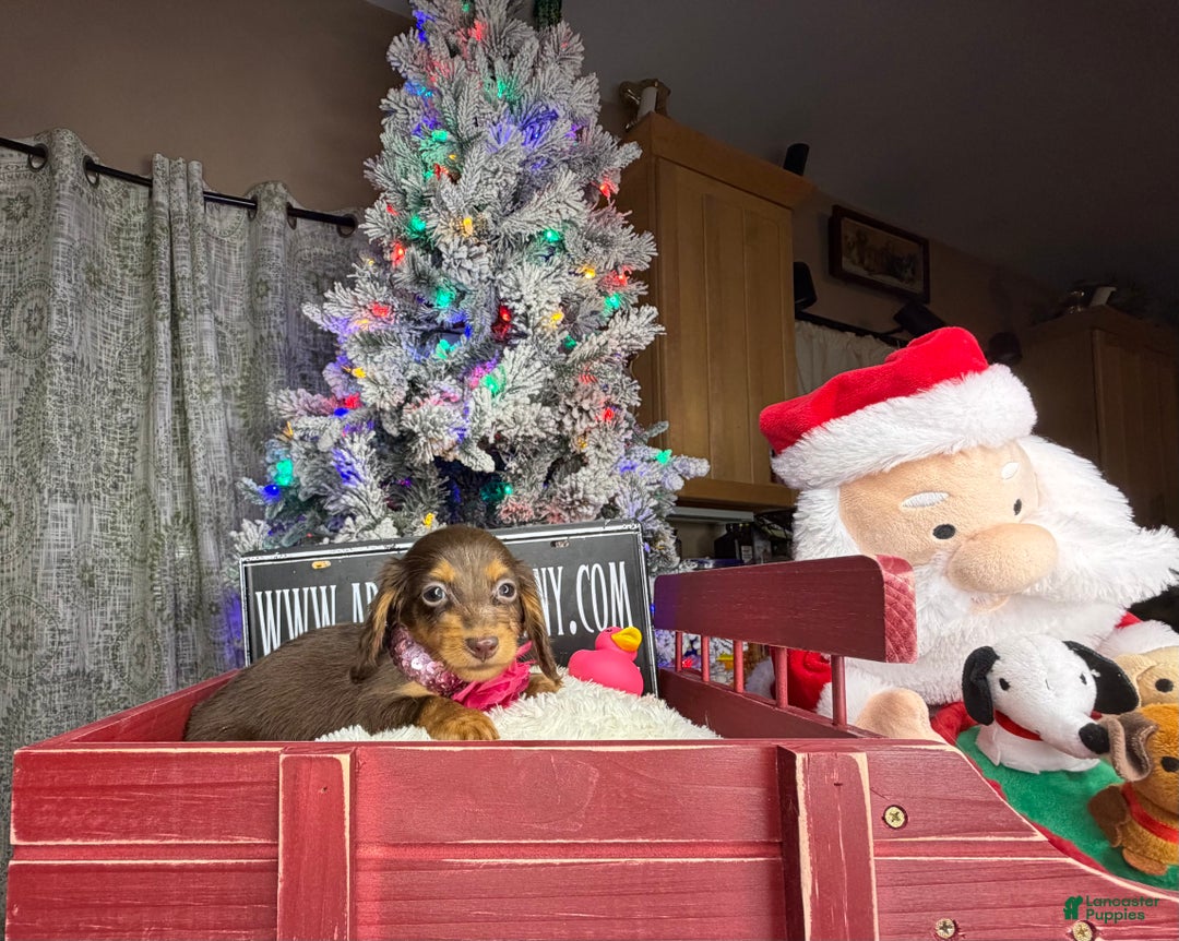 Miniature Dachshund dogs for sale: AKC Russian  - Ad 8