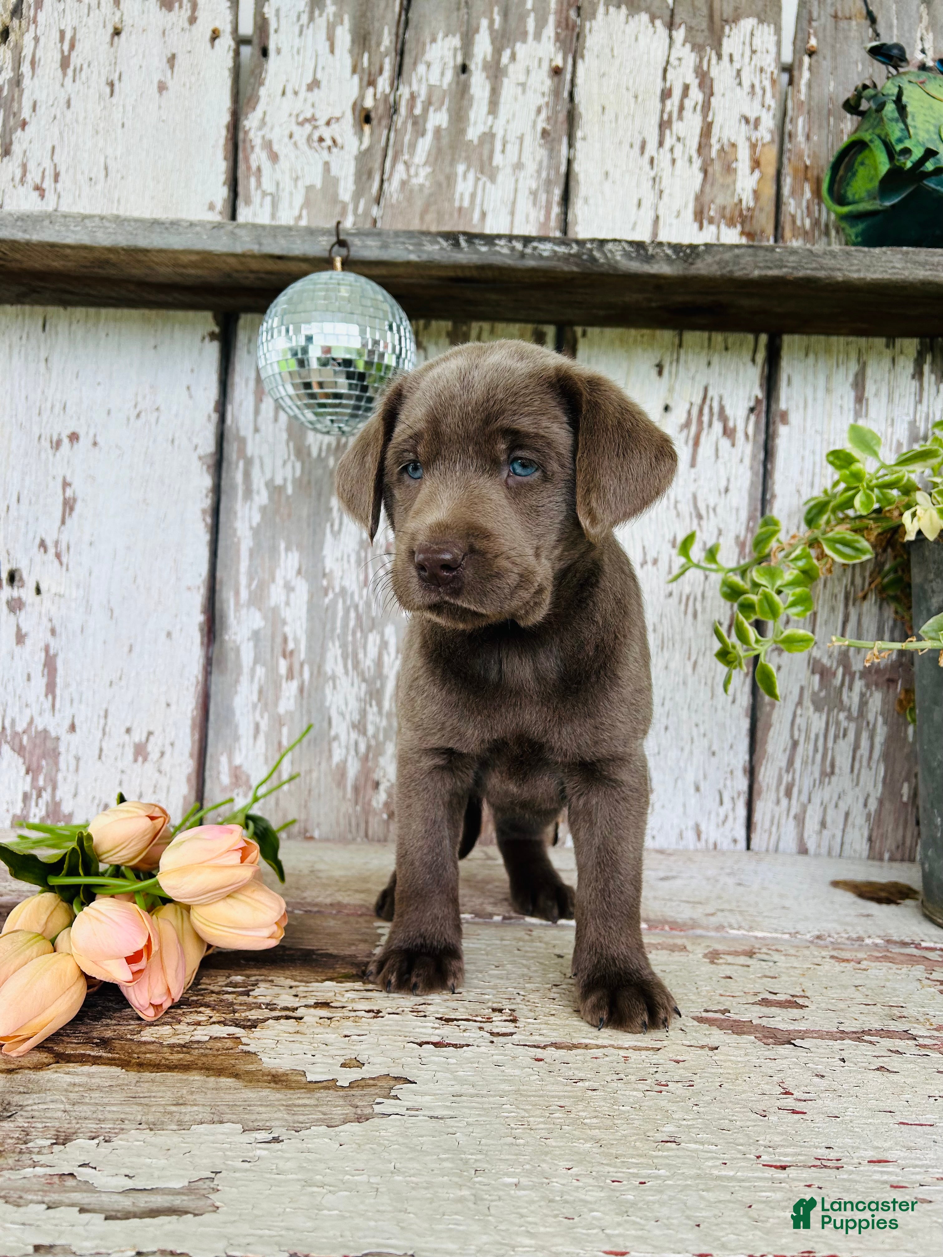 Labrador Retriever dogs Macy - Ad 2